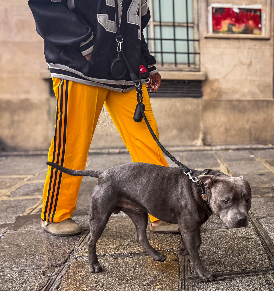 dogs of paris 9 by brigette