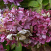 Hydrangea
