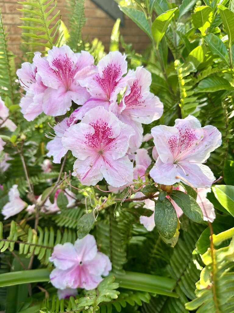 Walk to the shop 4 by kjarn