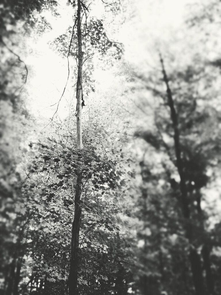 Break in the Canopy by juliedduncan