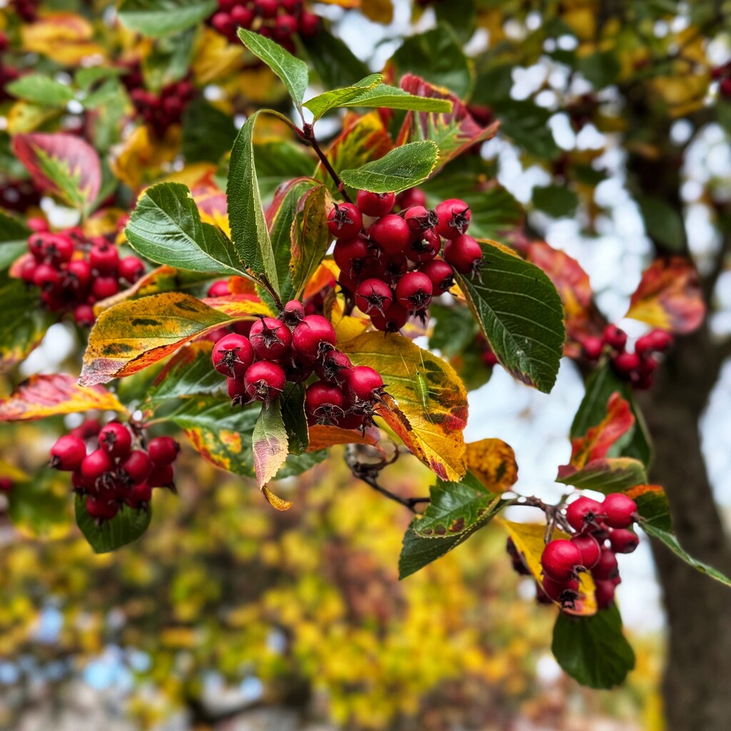 Fresh berries for the birds by stimuloog