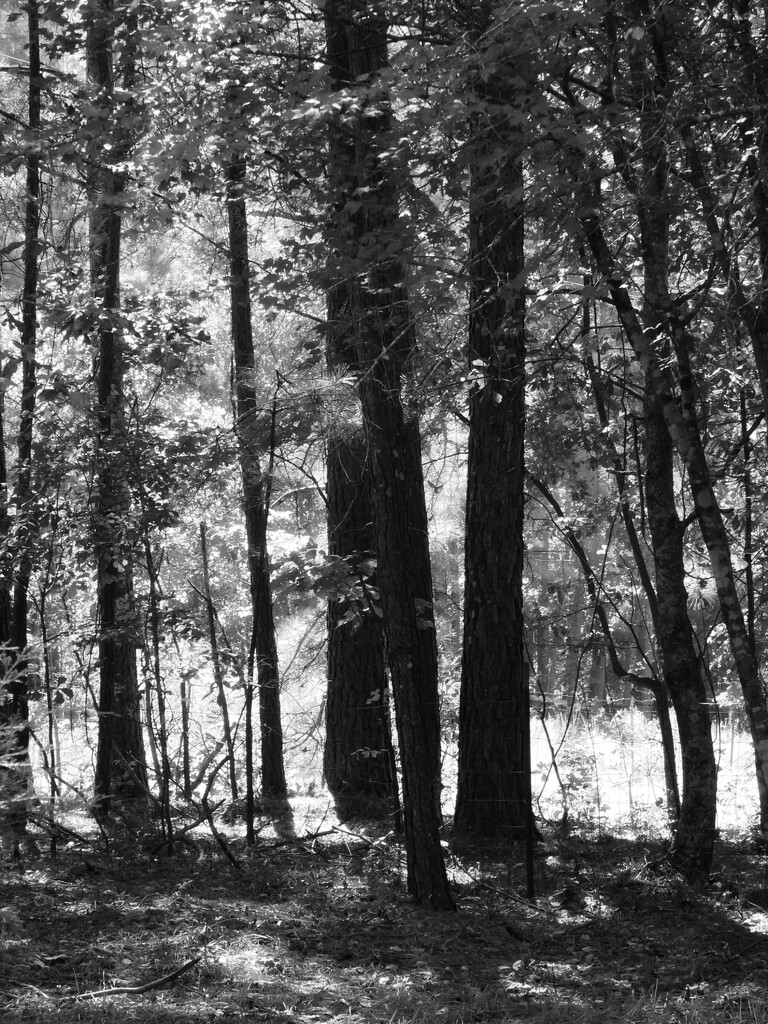 The trees are knocking and groaning... by marlboromaam