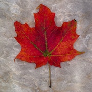 2nd Oct 2025 - Maple leaf