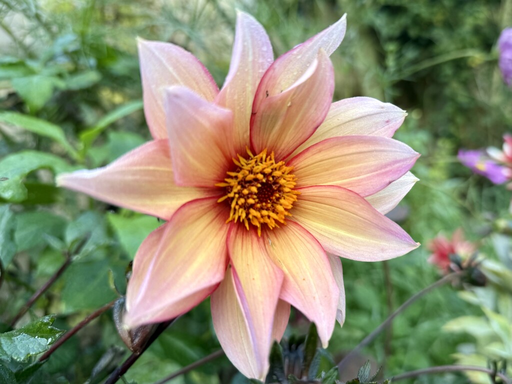 Dahlia by phil_sandford