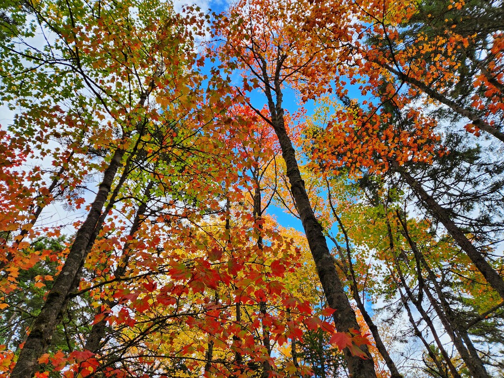 Turning leaves by ljmanning