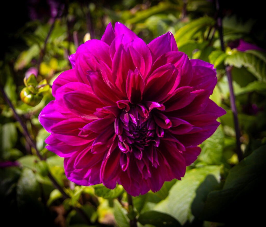 Flower by swillinbillyflynn