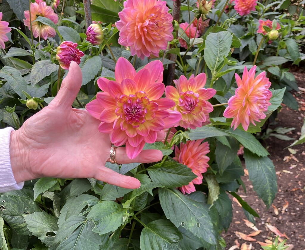 Making the most of the Dahlias  by foxes37