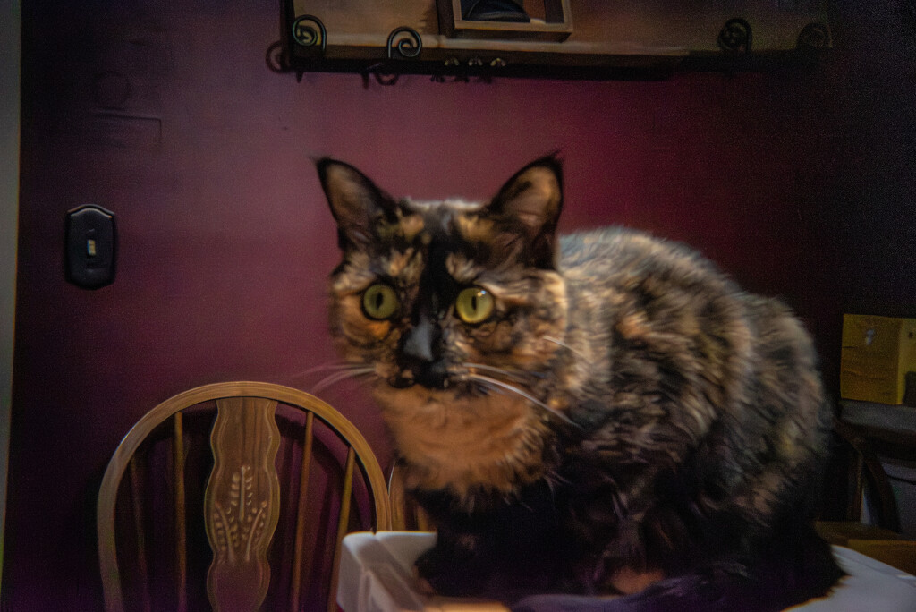 Sparrow-Holga Day 47  by darchibald