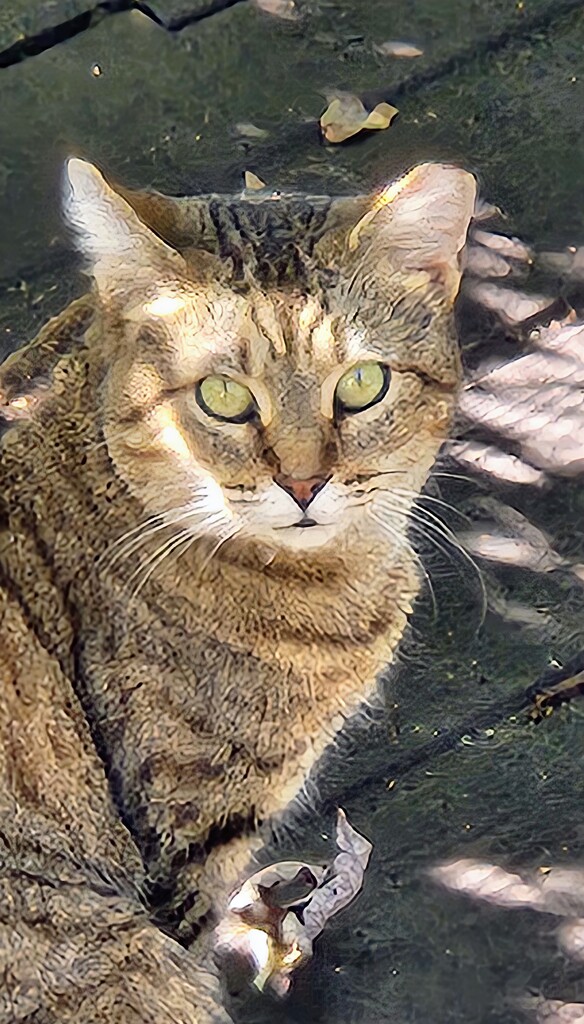 Cat Visitor by alyclark