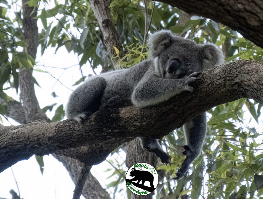 too hot to give a hoot by koalagardens