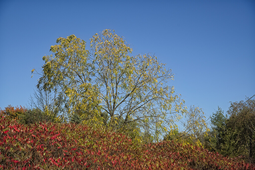 Blue Fall Skies by gardencat