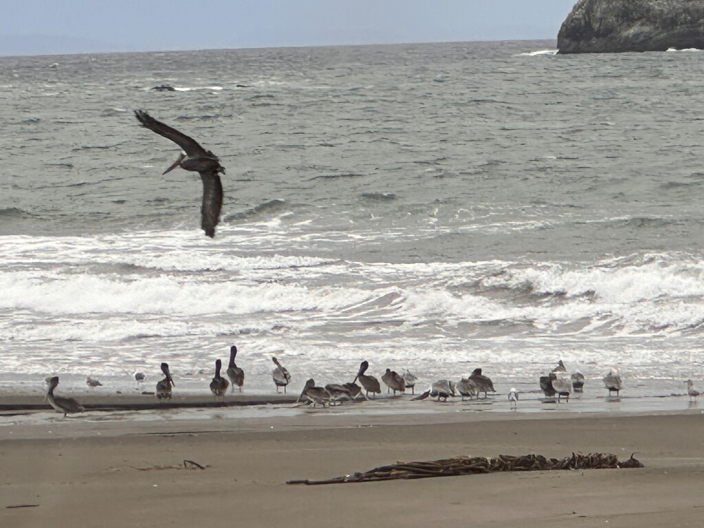 Pelican Bay by pandorasecho