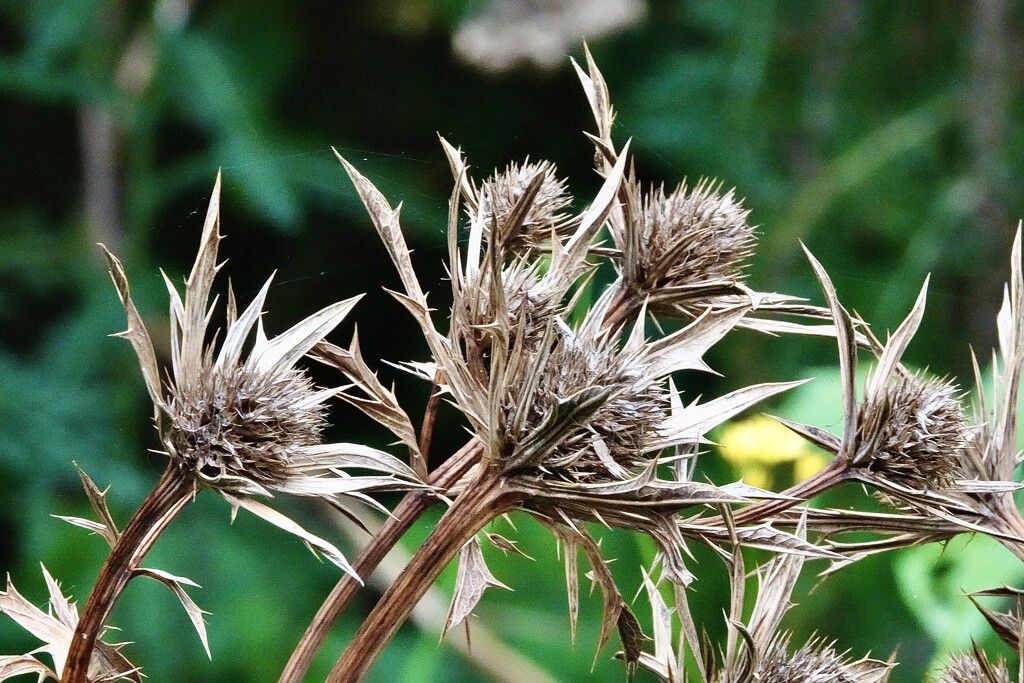 Sea Holly by carole_sandford