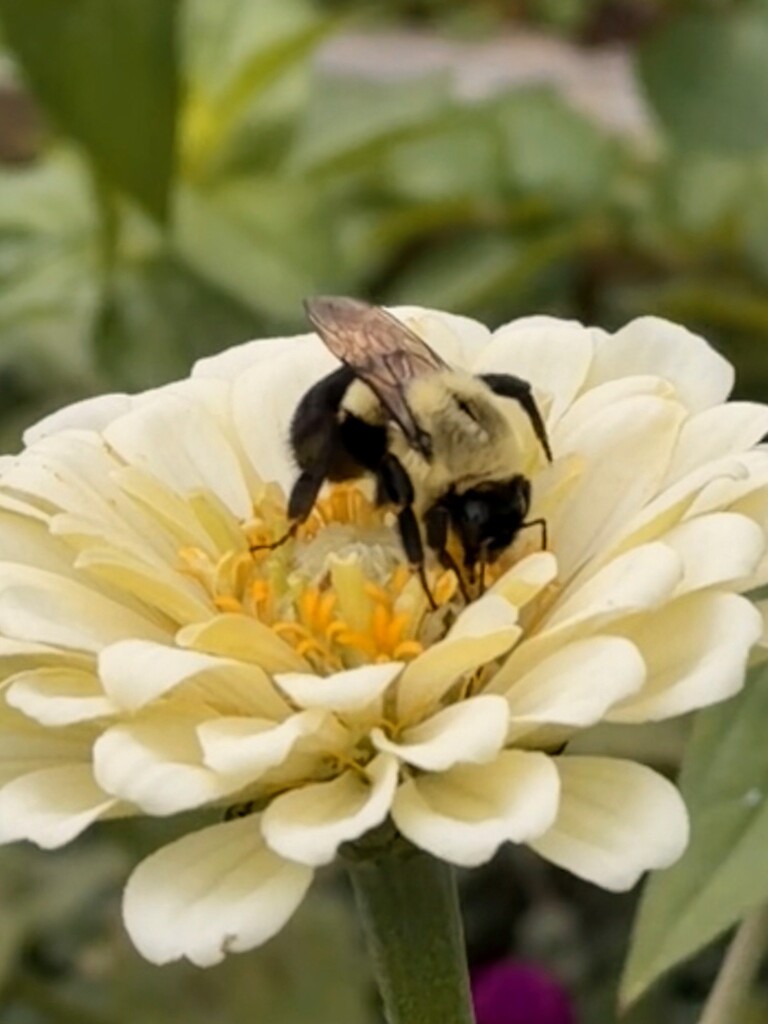 Busy as a Bee by allie912