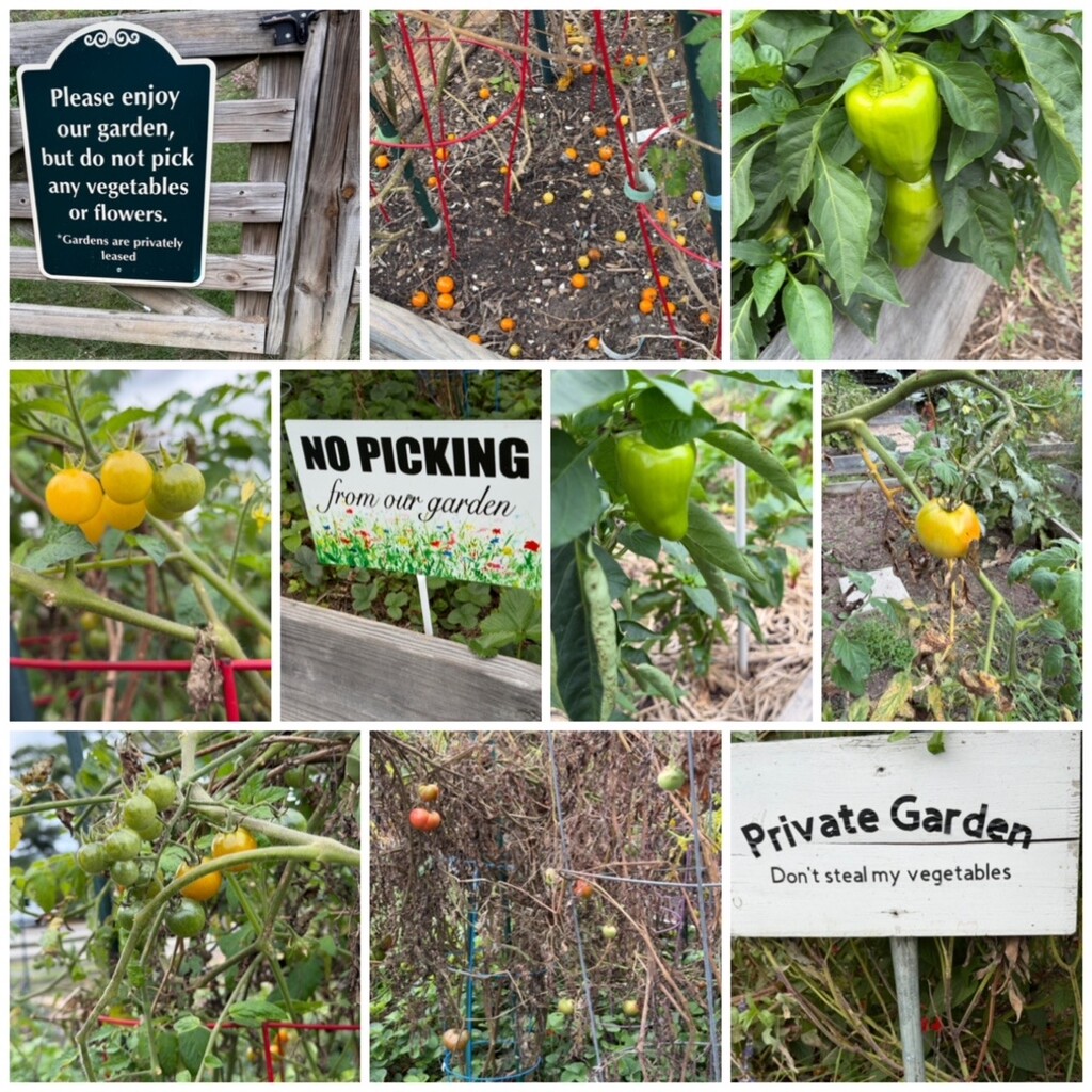 What is Wrong with This Picture? by allie912