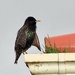 Starling 