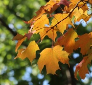 10th Oct 2025 - Autumn Gold