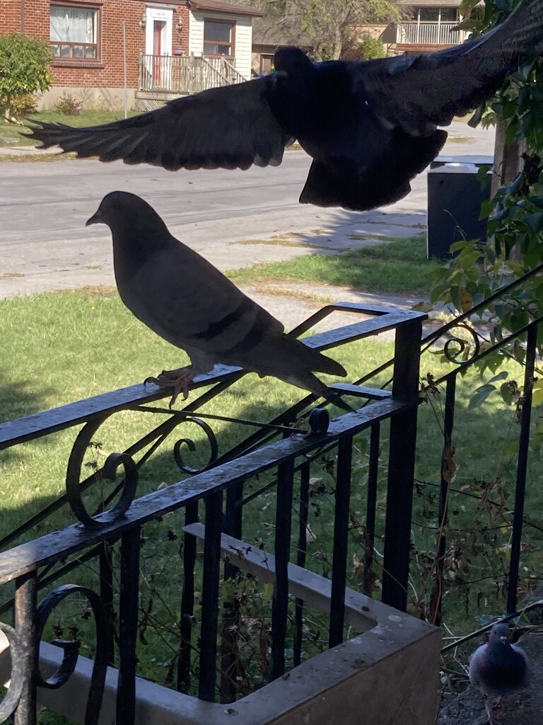 Swooping In by spanishliz