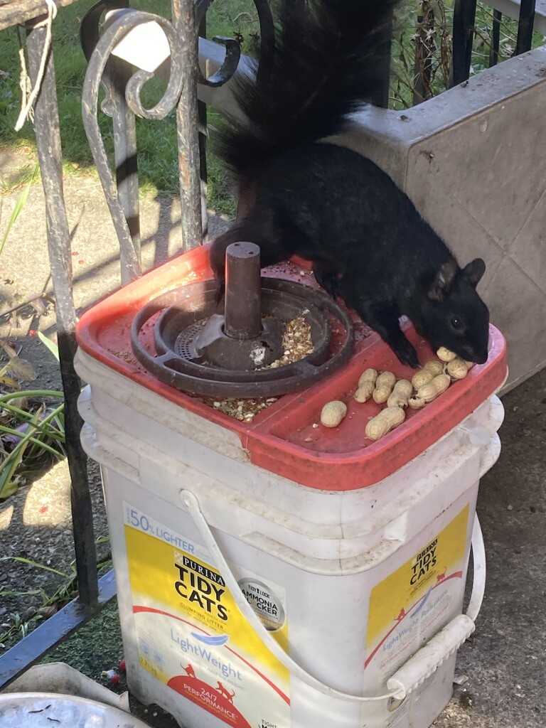 Lots of Peanuts by spanishliz