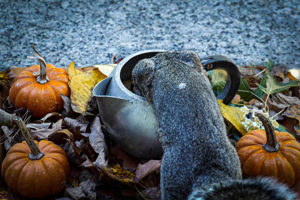 Not a Headless Horseman... by berelaxed