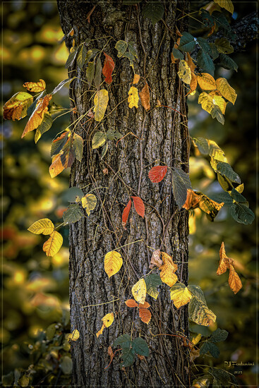 Desperately Seeking Autumn on 365 Project