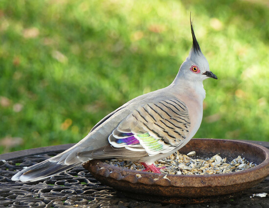 Bottom of the Pecking Order on 365 Project