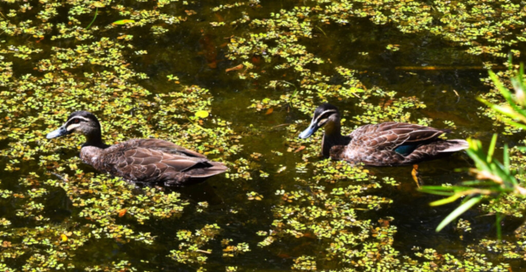 Two Little Ducks In The Duck Weed ~ by happysnaps