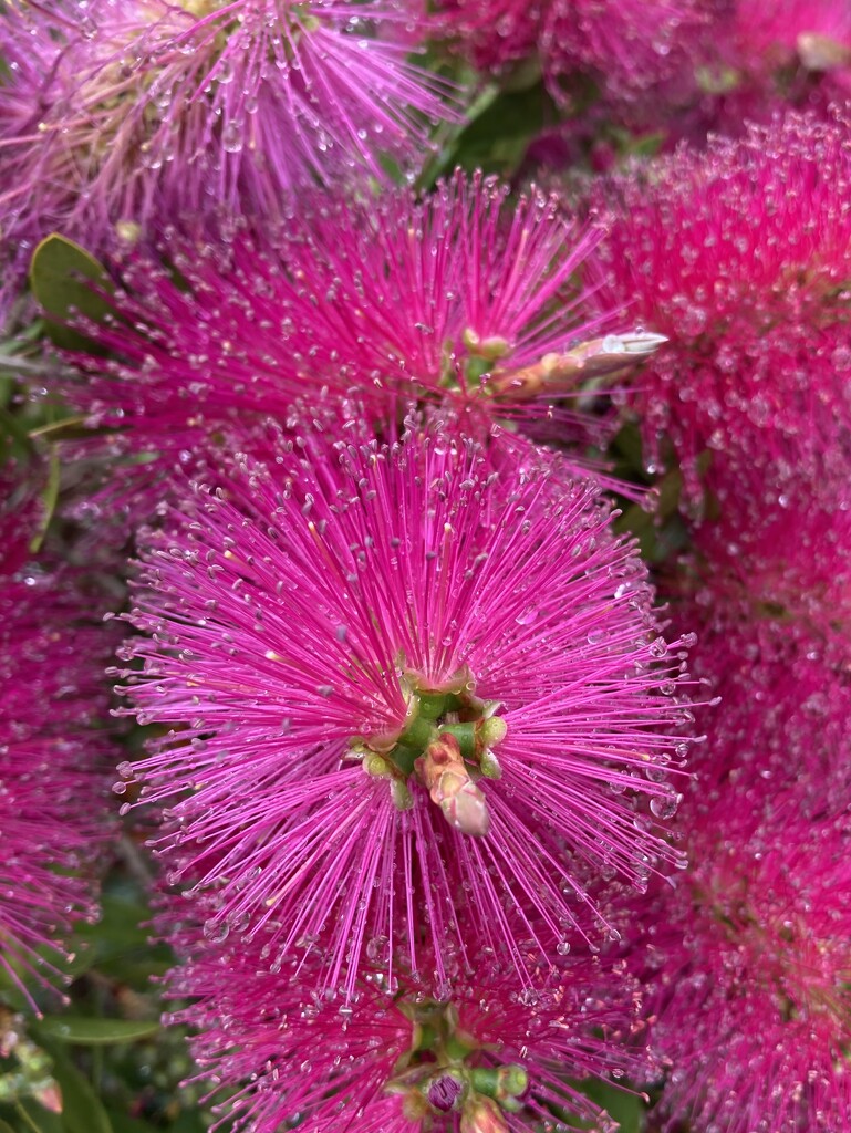 Bottlebrush by narayani