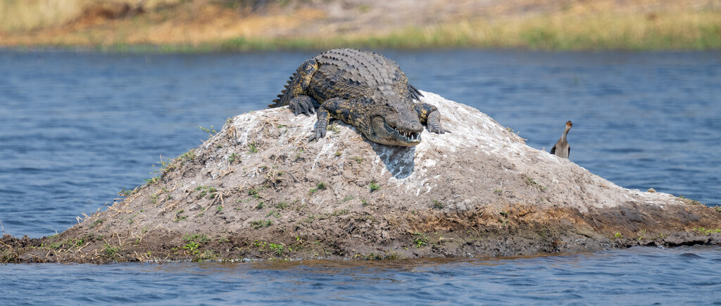 Botswana Day 12 - 5 by yaorenliu