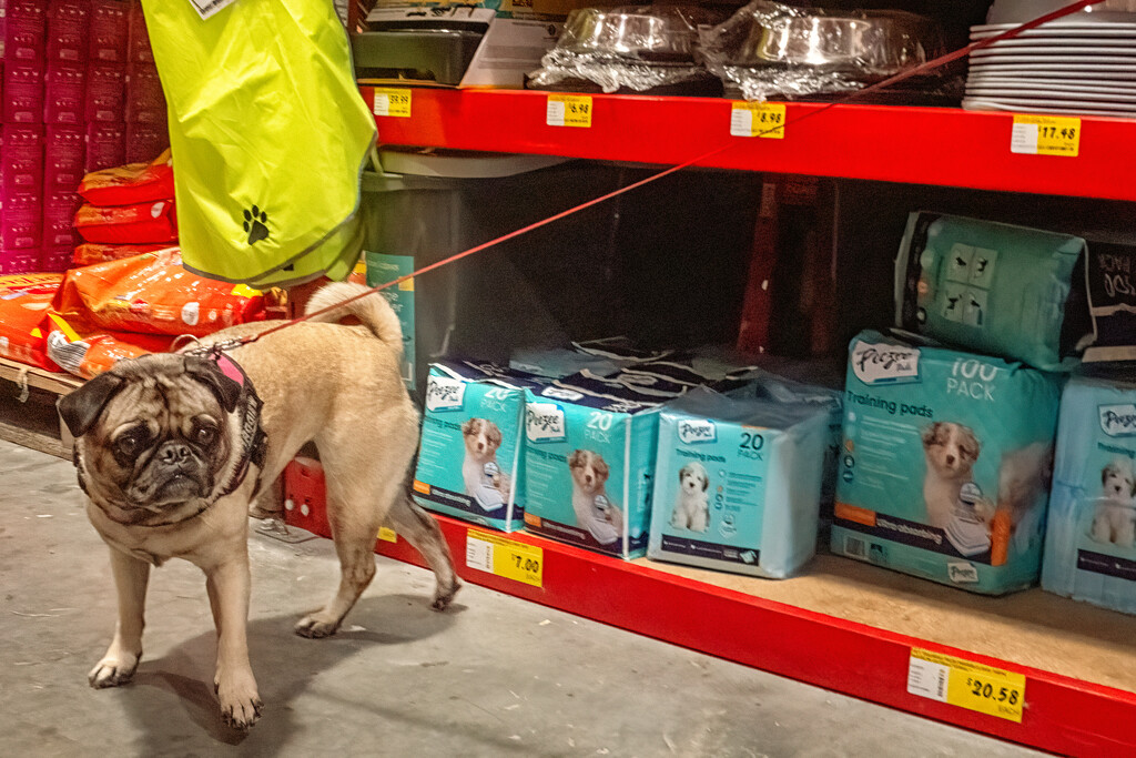 Stylish Shopper by helenw2