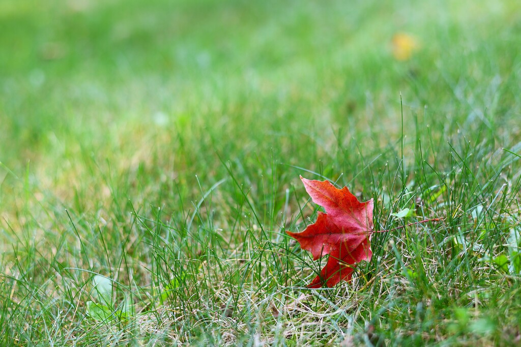 Fall 10 by edorreandresen