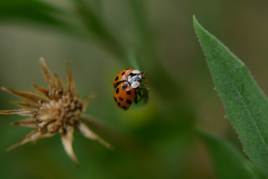 Ladybird n seedhead on 365 Project
