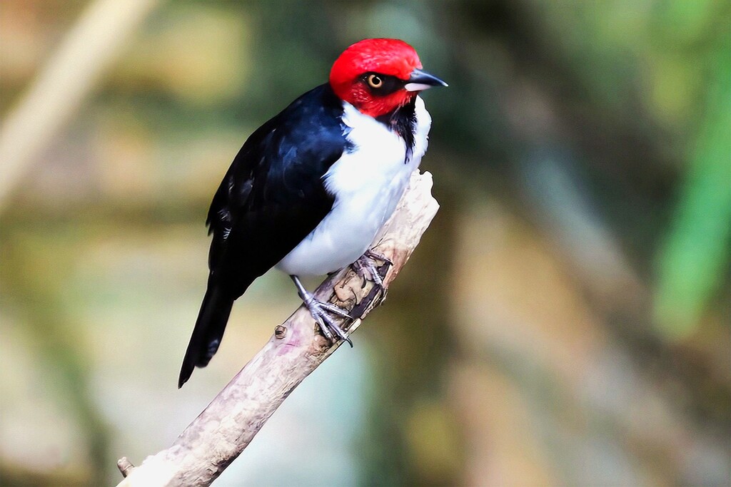 Bird On A Perch by randy23