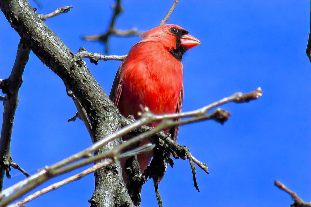 Cardinal by randy23