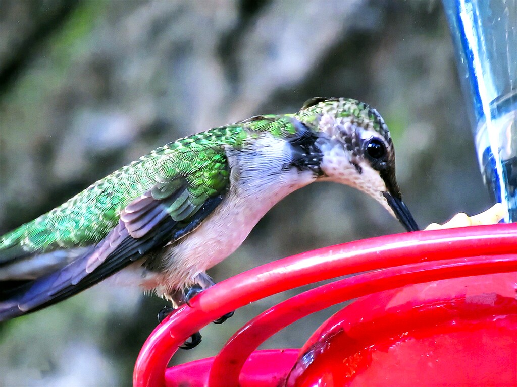 Humminbrid by randy23