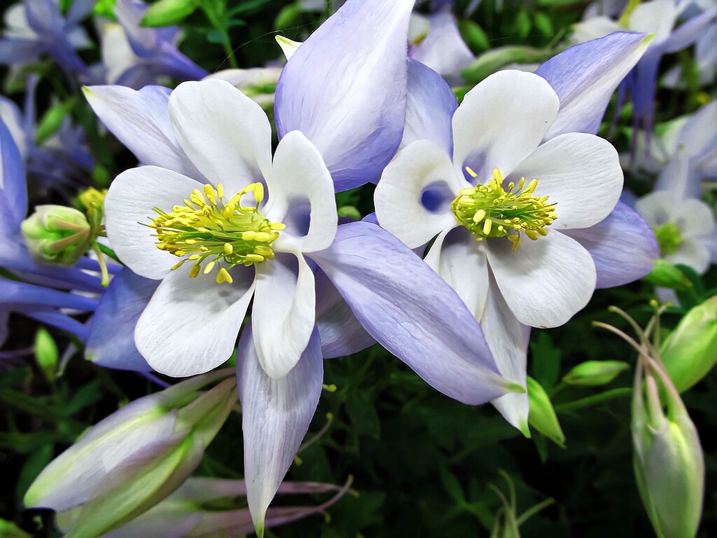 Columbine by randy23