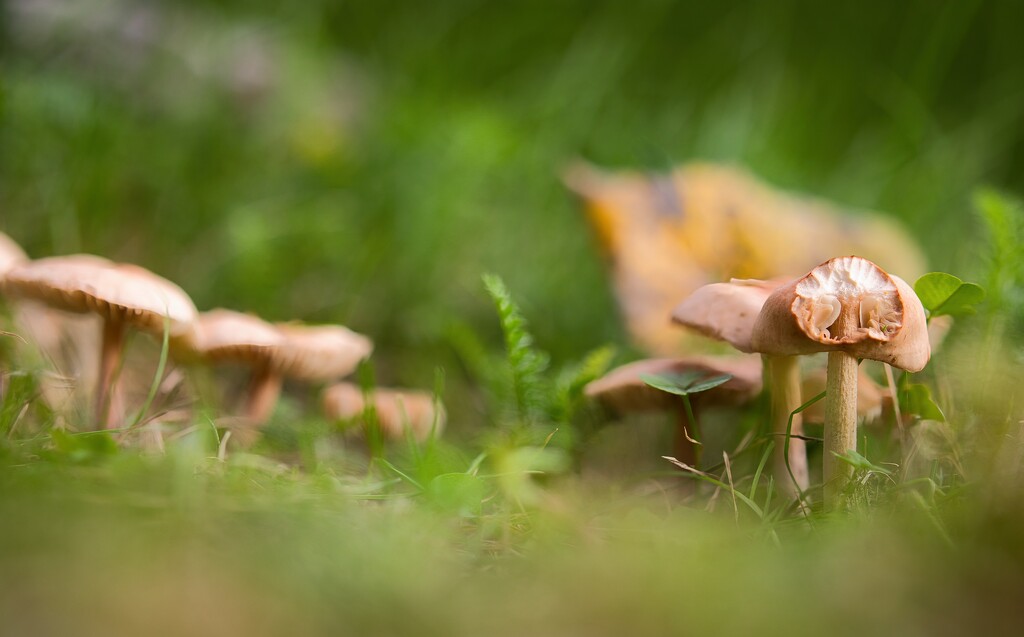 Imperfect Beauty by okvalle