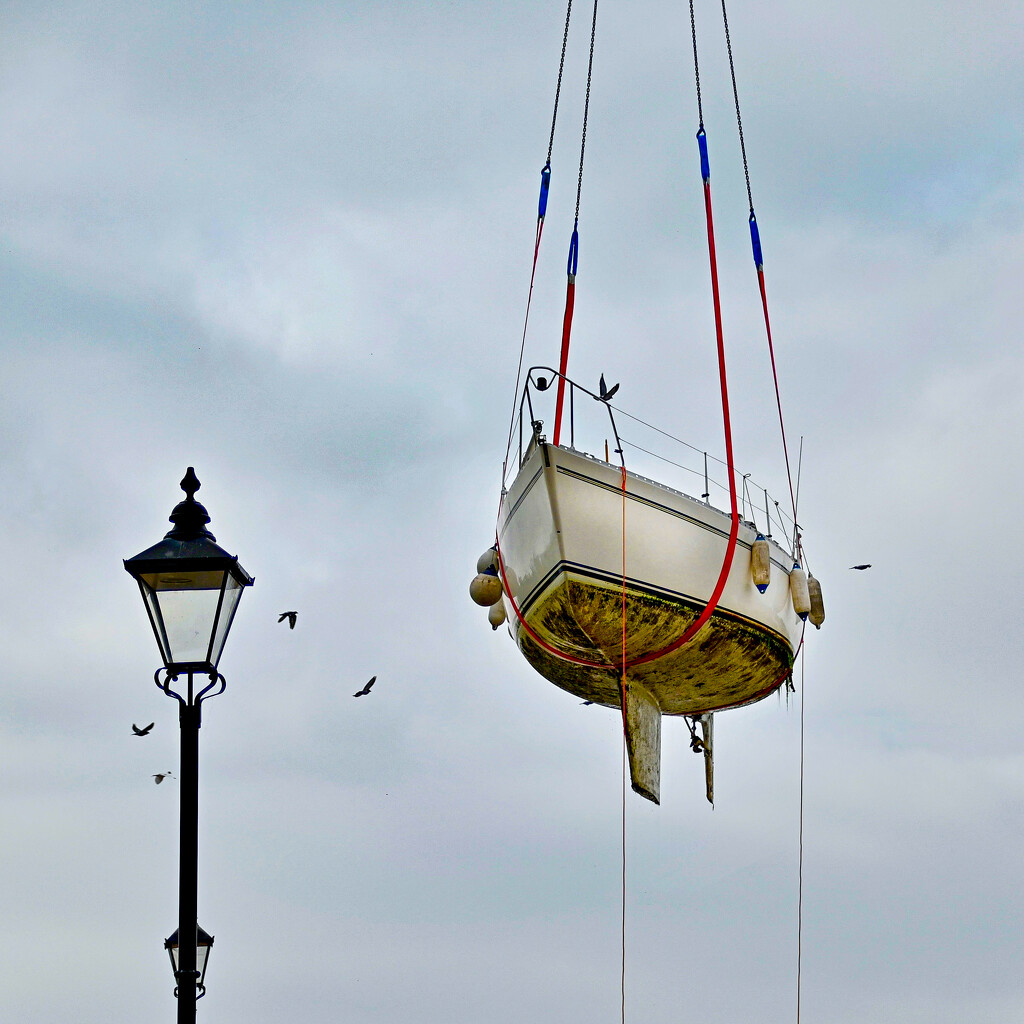 Flying high with the birds. by wakelys