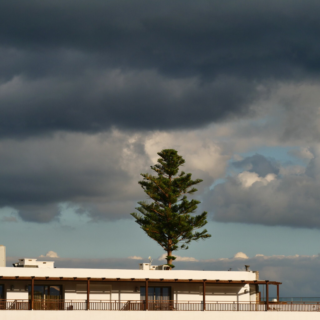Lonesome pine by dgrpad