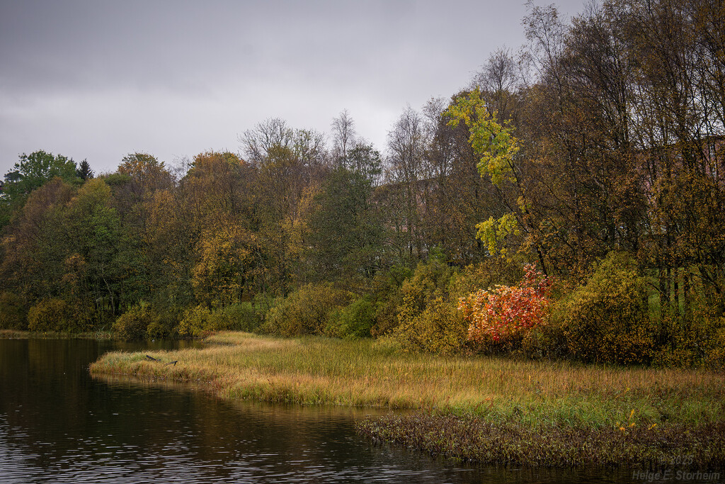 Still some autumn leaves left on the trees by helstor365