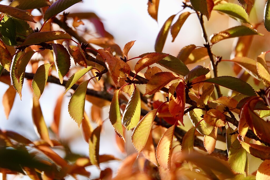 Autumn’s Progress by carole_sandford