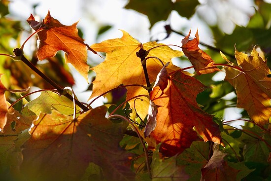 Back Light on 365 Project