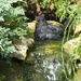 Blackbird Taking a Bath