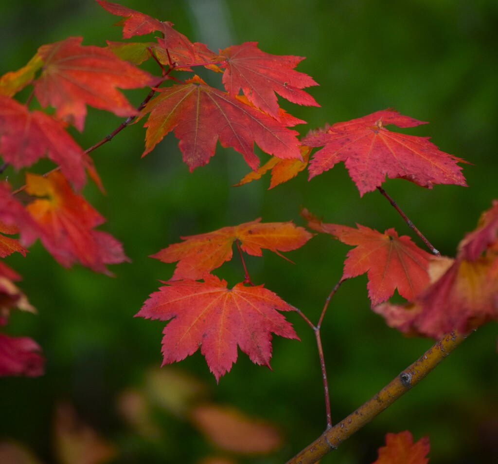 10-10-25 It's Fall by richyoung