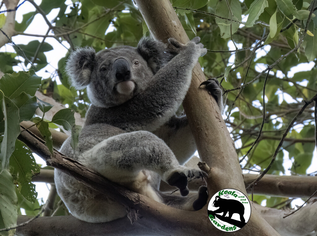 skewed kinda day by koalagardens