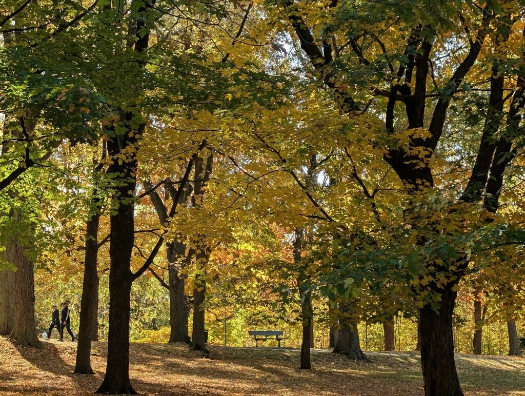 Mount-Royal park by zilli