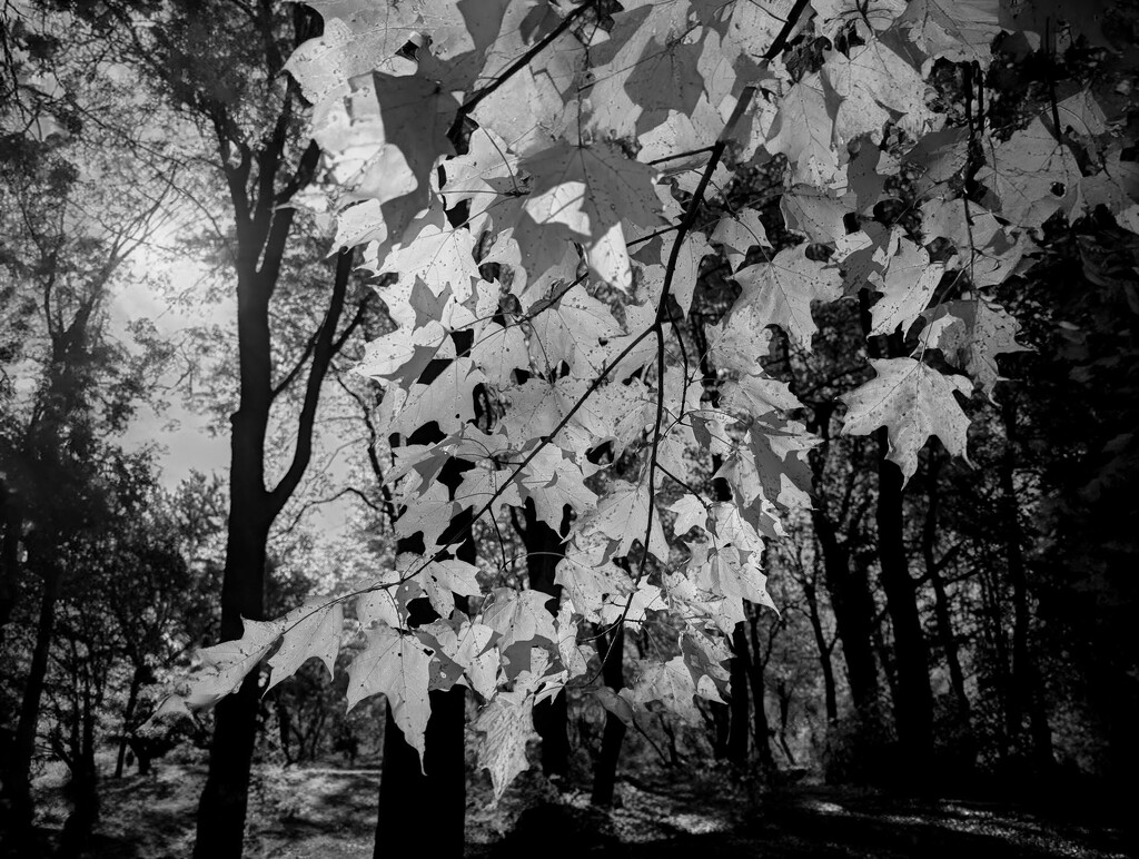 Autumn leaves by zilli