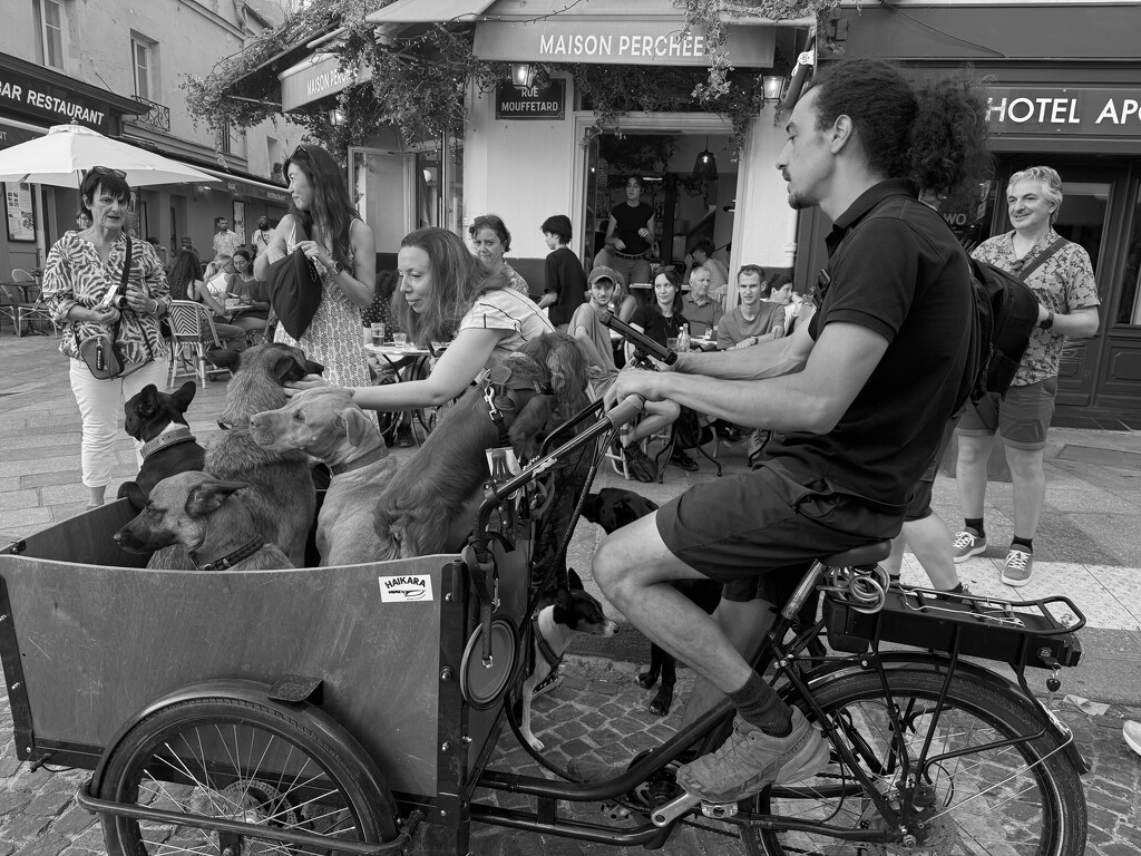 dogs of paris 7 by brigette