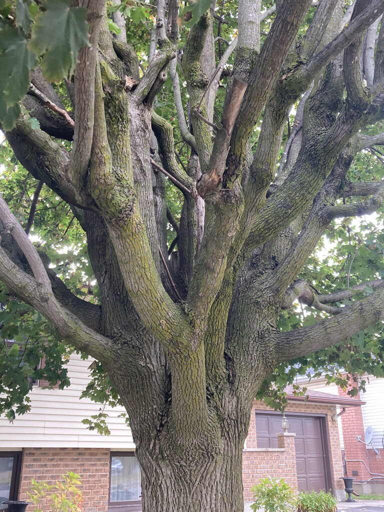 Interesting Tree by spanishliz