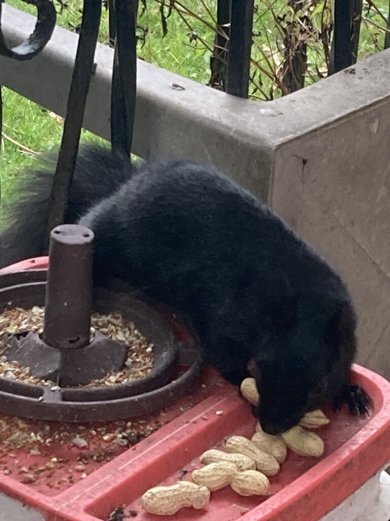 Greedy! by spanishliz